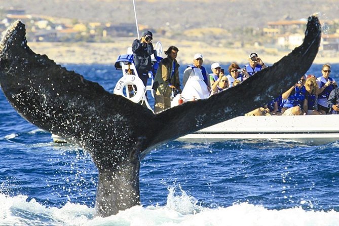 Whale Watching Cruise in Cabos San Lucas and Ground Transportation - Cabo’s Arch and the run toward the whales