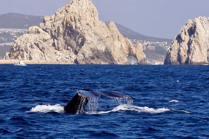 Whale Watching Cruise in Cabos San Lucas and Ground Transportation - A lively ride, not a quiet nature cruise