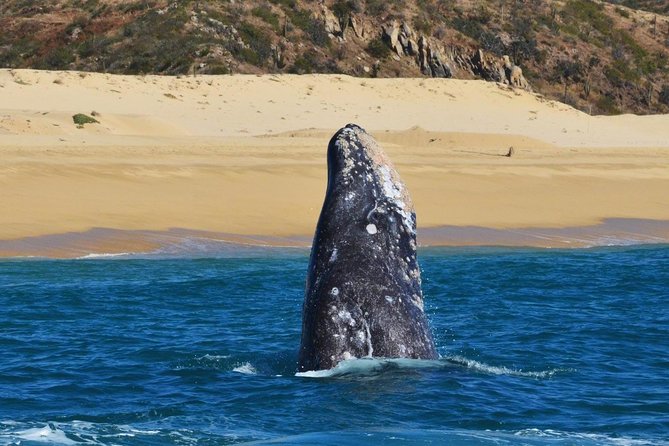 Whale Watching Cruise in Cabos San Lucas and Ground Transportation - Transport is useful, but pickup needs attention