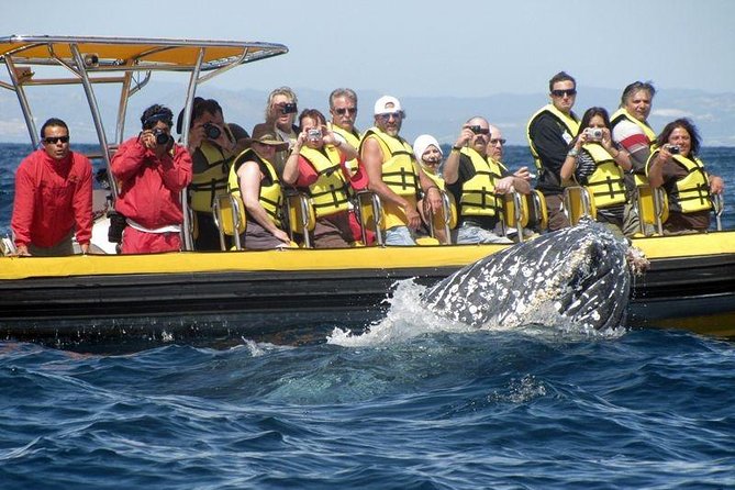 Whale Watching Cruise in Cabos San Lucas and Ground Transportation - Booking timing, weather, and cancellation
