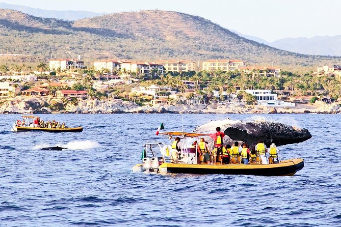 Whale Watching Cruise in Cabos San Lucas and Ground Transportation - What whale watching is really like here