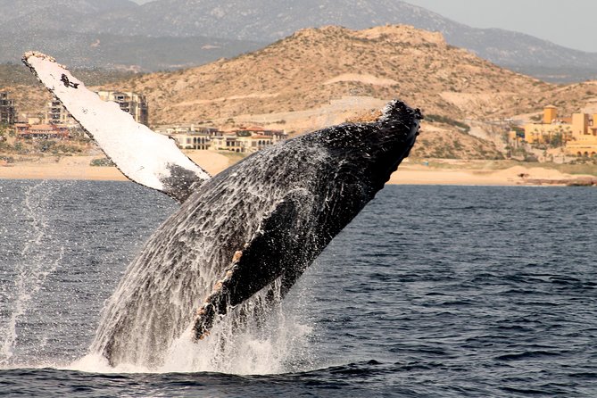 Whale Watching Dinner Cruise in Cabo San Lucas - A Dance Show Before You Dock