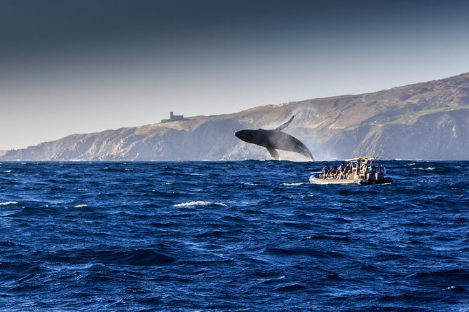 Whale Watching Dinner Cruise in Cabo San Lucas - Who Will Enjoy This Cabo Cruise?
