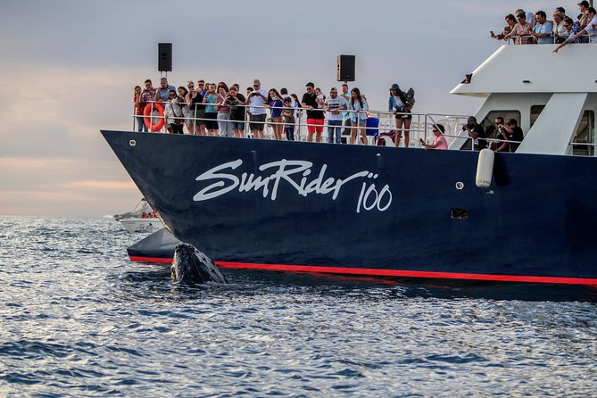 Whale Watching Dinner Cruise in Cabo San Lucas - Booking, Timing, and Small Details