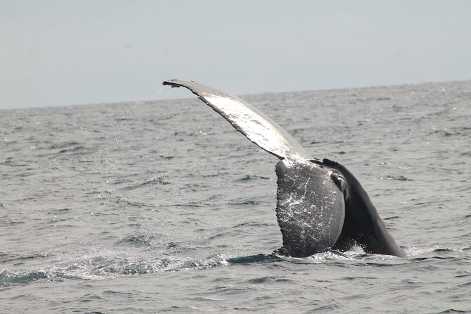 Whale Watching Dinner Cruise in Cabo San Lucas - Should You Book the Whale Watching Dinner Cruise?