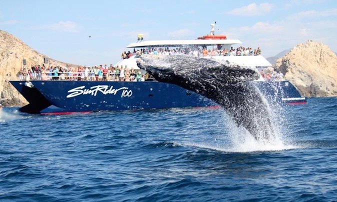 Whale Watching Dinner Cruise in Cabo San Lucas - The Open Bar and Crew Service