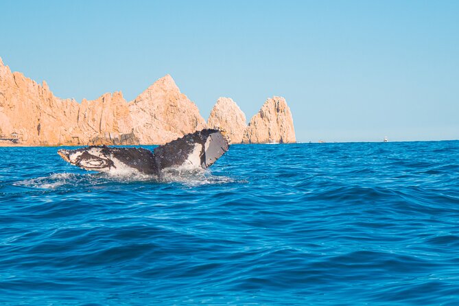 Whale Watching Experience in Cabo San Lucas 2 hours - Why this two-hour Cabo cruise works well