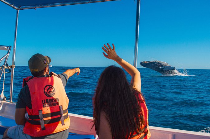 Whale Watching Experience in Cabo San Lucas 2 hours - Whale watching in a short time frame