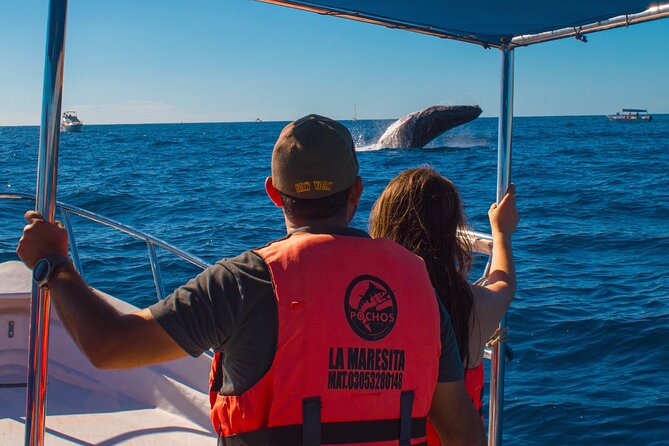 Whale Watching Experience in Cabo San Lucas 2 hours - Love Beach and the Pacific-side coast
