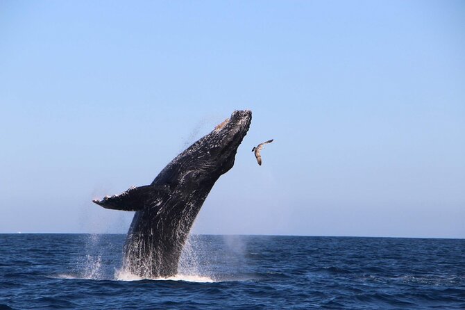 Whale Watching Experience in Cabo San Lucas - Why a private boat changes the Cabo whale watch
