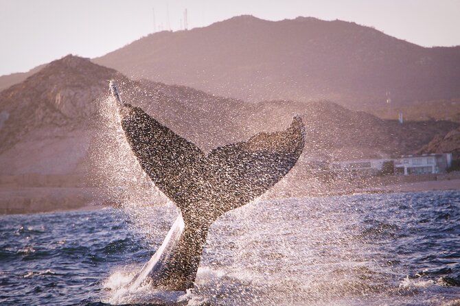 Whale Watching Experience in Cabo San Lucas - The beach stop depends on the port authority