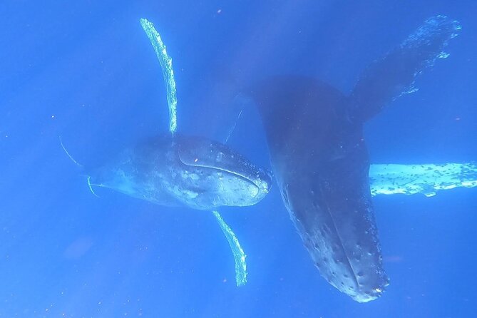 Whale Watching Experience in Cabo San Lucas - Pelican Rock and the short fish stop
