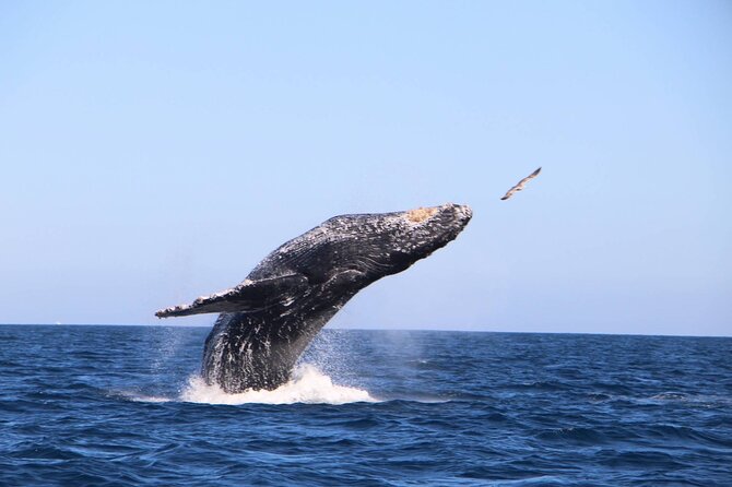 Whale Watching Experience in Cabo San Lucas - Searching for humpback and grey whales