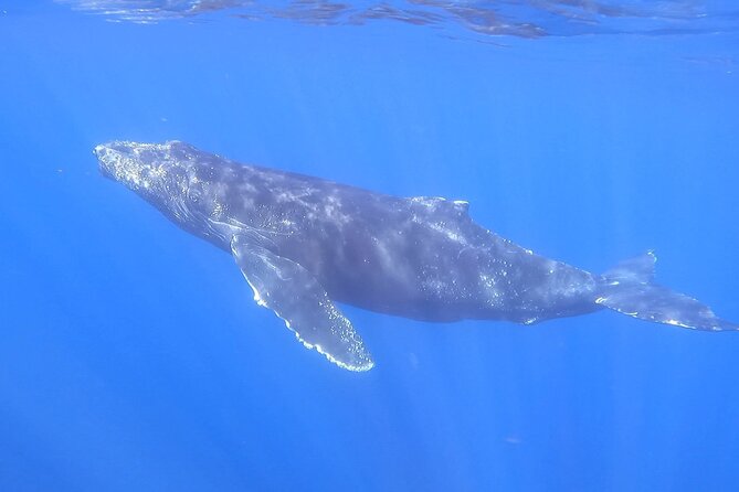 Whale Watching Experience in Cabo San Lucas - What is included, and what you need to bring