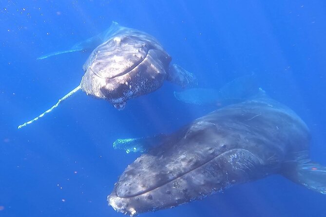 Whale Watching Experience in Cabo San Lucas - The $450 price and who gets the best value