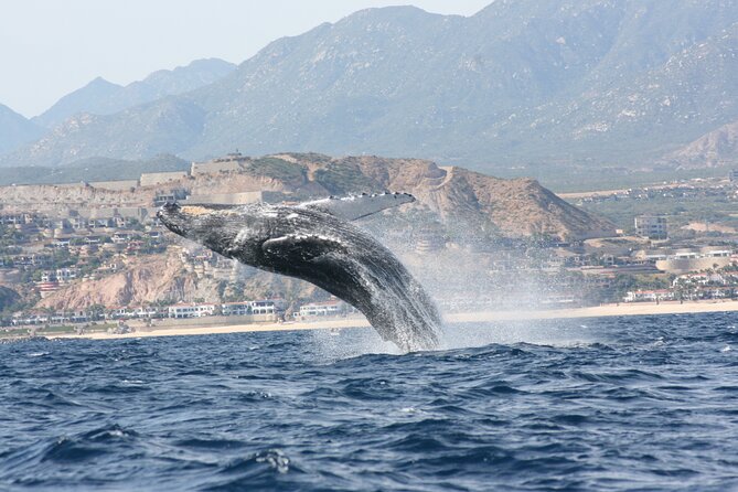 Whale Watching Group Tour in San Jose del Cabo - Humpbacks, gray whales, and the behavior you may see