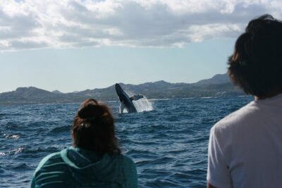 Whale Watching Group Tour in San Jose del Cabo