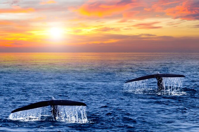 Whale Watching Group Tour in San Jose del Cabo - Hearing whales through the hydrophone