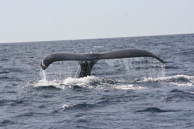 Whale Watching Group Tour in San Jose del Cabo - The guides make the difference