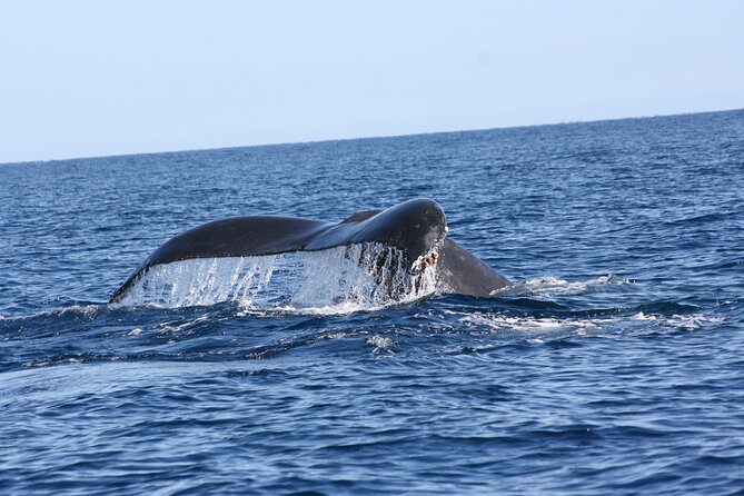 Whale Watching Group Tour in San Jose del Cabo - Photos, snacks, and what is included