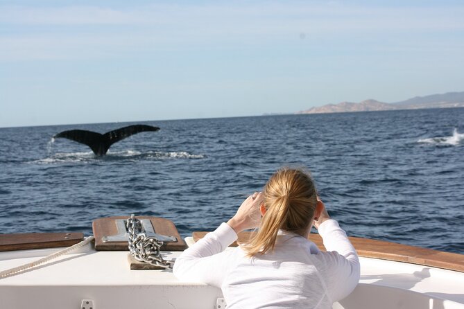 Whale Watching Group Tour in San Jose del Cabo - Is $99 a fair price?