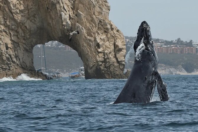 Whale Watching in Cabo: 2-Hour Small Group Tour to The Arch - Key points before you book