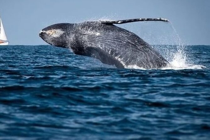 Whale Watching in Cabo: 2-Hour Small Group Tour to The Arch - El Arco is worth the short cruise