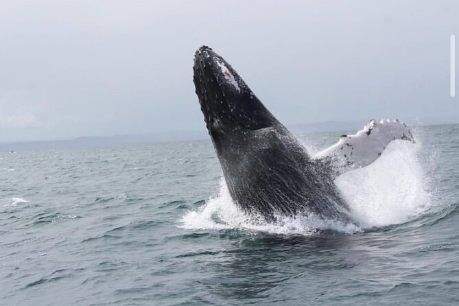 Whale Watching in Cabo: 2-Hour Small Group Tour to The Arch - An hour of whale watching on open water