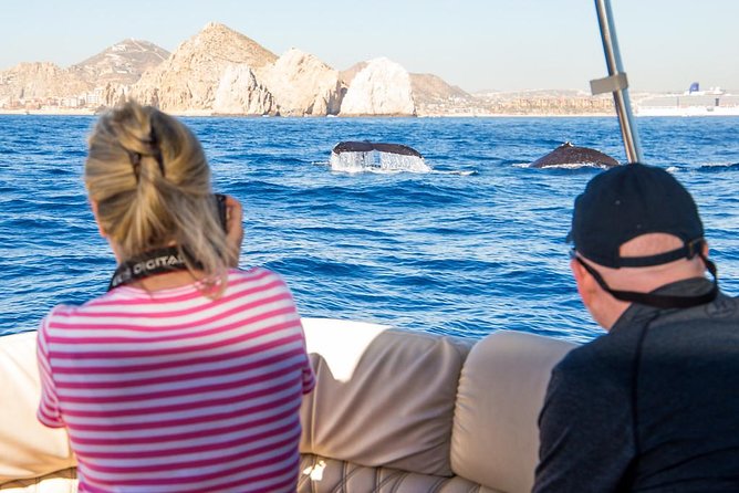 Whale Watching in Cabo San Lucas on board our Luxury Trimaran! - Why Cabo is a whale-watching destination