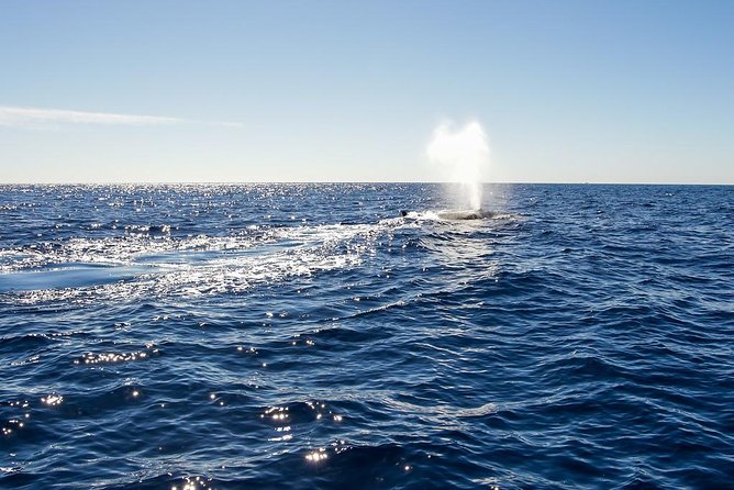 Whale Watching in Cabo San Lucas on board our Luxury Trimaran! - Searching for gray whales and humpbacks