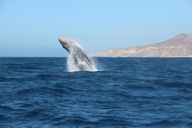 Whale Watching in Cabo San Lucas on board our Luxury Trimaran! - What is included for $115