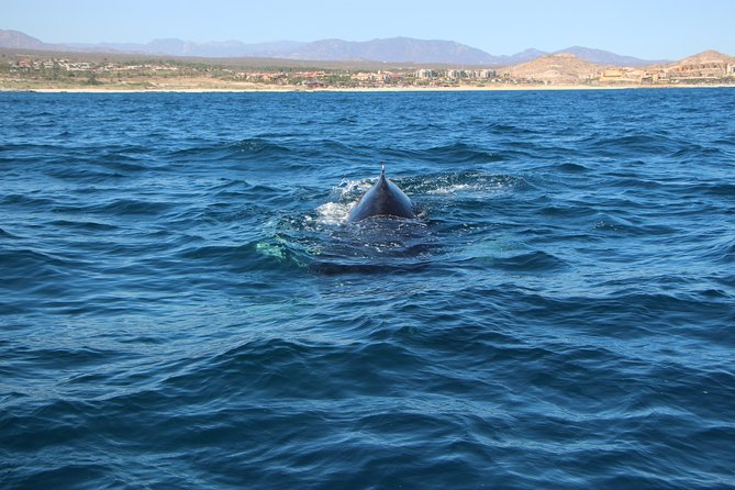 Whale Watching in Cabo San Lucas on board our Luxury Trimaran! - Safety, comfort, and weather