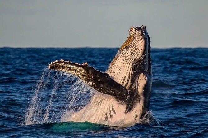 Whale Watching in Cabo San Lucas on board our Luxury Trimaran! - Who will enjoy this cruise most