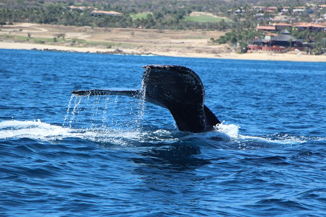 Whale Watching in Cabo San Lucas on board our Luxury Trimaran! - Setting out from Cabo Bay