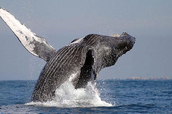 Whale Watching in Cabo San Lucas: Sightseeing Cruise and Shopping - Two hours on the Sea of Cortez