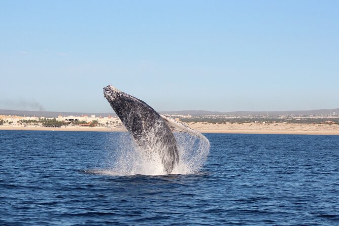 Whale Watching in Cabo San Lucas: Sightseeing Cruise and Shopping - The value of $115 per person