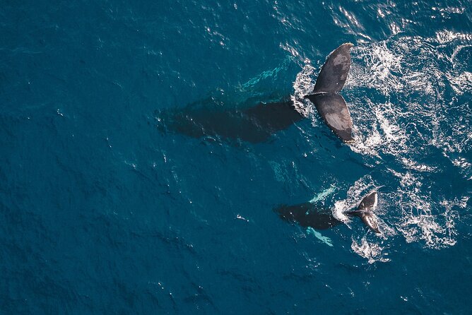 Whale Watching in Cabo San Lucas: Sightseeing Cruise and Shopping - Pickup, timing, and group size