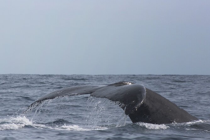 Whale Watching in Cabo San Lucas: Sightseeing Cruise and Shopping - Who will like this Cabo outing