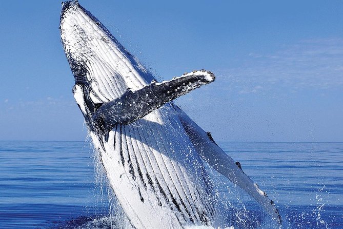 Whale Watching in Cabo San Lucas: Sightseeing Cruise and Shopping - What to bring and how to plan the day