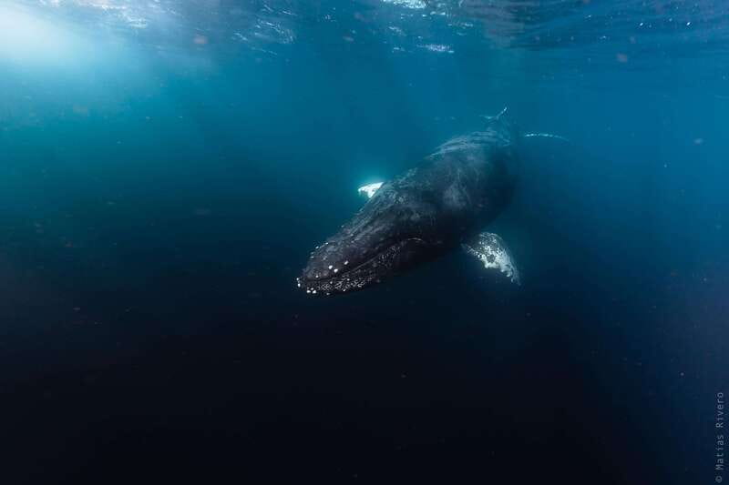 Whale Watching in San Jose del Cabo - Why this two-hour whale trip works