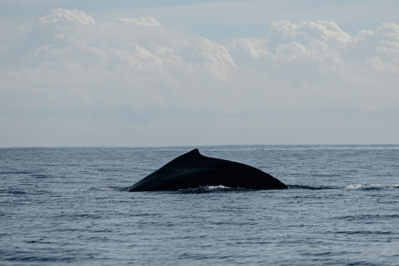 Whale Watching in San Jose del Cabo - Meeting Dip Expeditions behind El Ganzo hotel