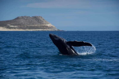 Whale Watching in San Jose del Cabo