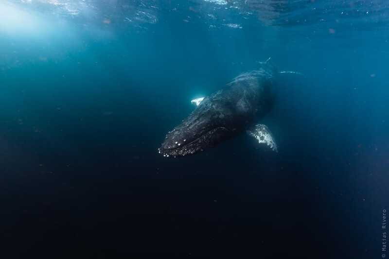 Whale Watching in San Jose del Cabo - Is $140 a fair price?