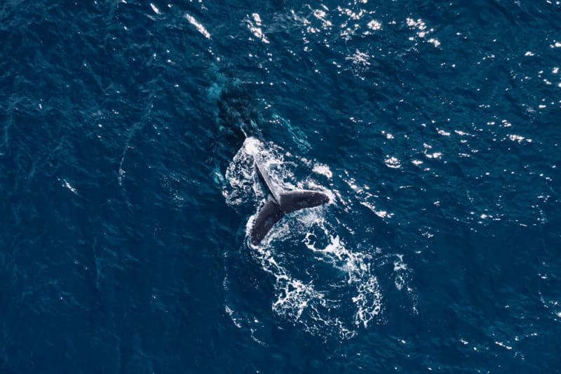 Whale Watching in San Jose del Cabo - Practical details before you reserve