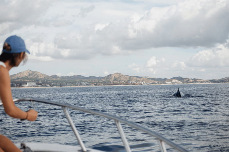 Whale Watching in San Jose del Cabo - Should you book with Dip Expeditions?
