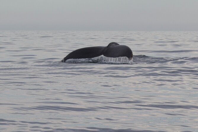 Whale Watching in San Jose del Cabo - Who will enjoy this outing most