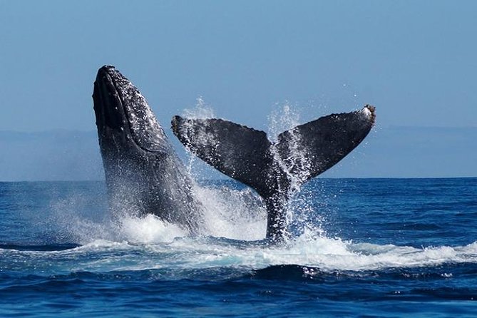 Whale Watching on 2 Level Big Boat with Breakfast and Drinks INCLUDED - Starting at Cabo’s marina