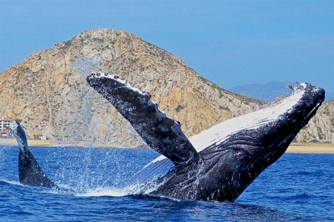 Whale Watching on 2 Level Big Boat with Breakfast and Drinks INCLUDED - The ride back brings more than whales