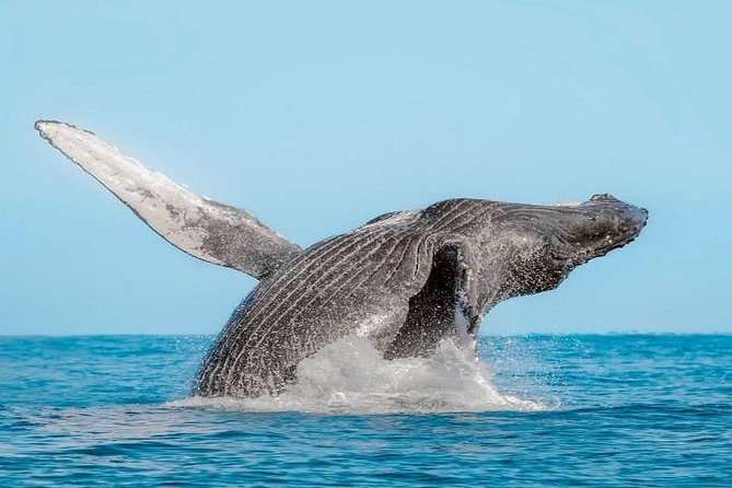 Whale Watching on 2 Level Big Boat with Breakfast and Drinks INCLUDED - Is $90 a fair price?