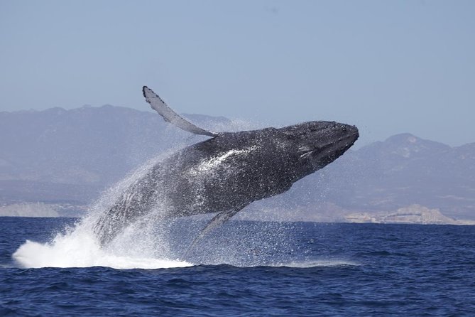 Whale Watching on 2 Level Big Boat with Breakfast and Drinks INCLUDED - Searching for Cabo’s winter whales